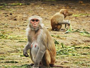 baboon monkey trap kalahari
